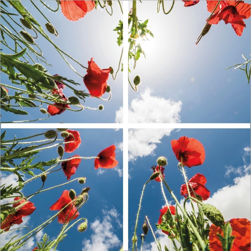 Fotoprint klaproos - set van 4 acrylplaten met print, voor 60x60 cm LED panelen