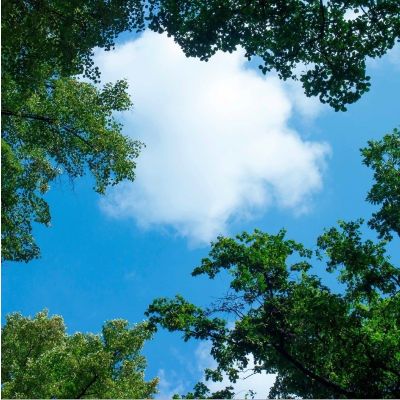 Fotoprint wolk met bos - 1 acrylplaat met print, voor 60x60 cm LED panelen