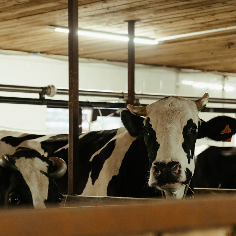 Stall